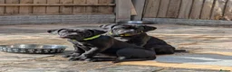 Cane Corso dogs for sale: Black female cane corsos puppies  - Advert 3
