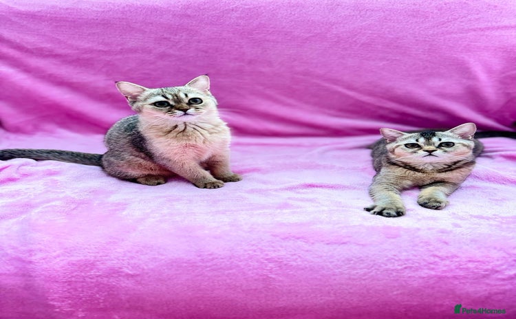 Scottish Fold cats - Advert 1