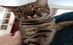 Savannah cats for sale: Large TICA Registered Spotted Savannah Boy Kitten  - Image 2