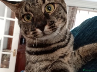 Savannah cats - Advert 1