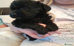 Labradoodle dogs for sale: mixed litter Black Labradoodles - Image 10