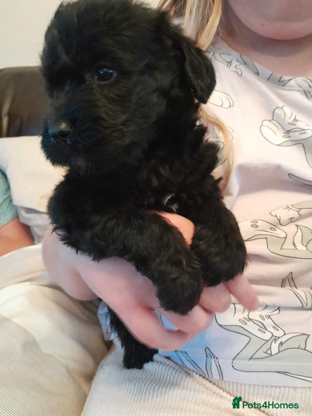 Labradoodle dogs for sale: mixed litter Black Labradoodles - Image 10