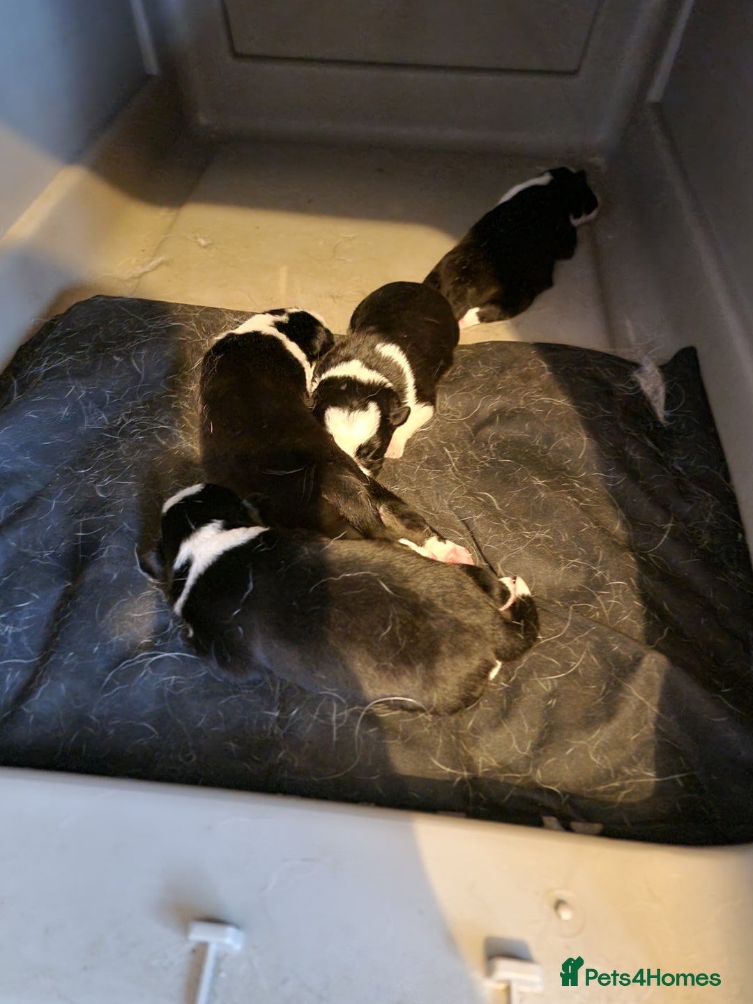Border Collie dogs for sale: Border collie pups available  - Image 12