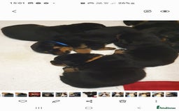 Rottweiler dogs for sale: Kc reg full German champion rottweiler puppies   - Image 4