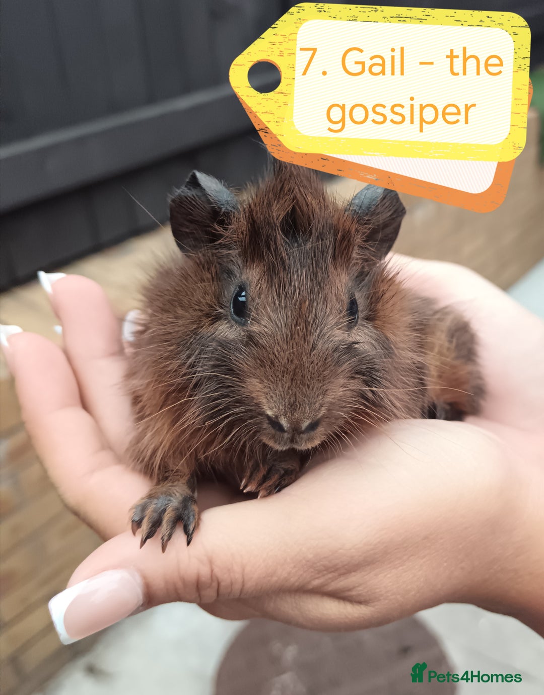 Guinea Pig rodents for sale: ♥️ Beautiful Abyssinian female guineas pigs ♥️  - Image 4