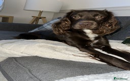 Sprocker dogs for sale: 3 year old sprocker  - Image 1
