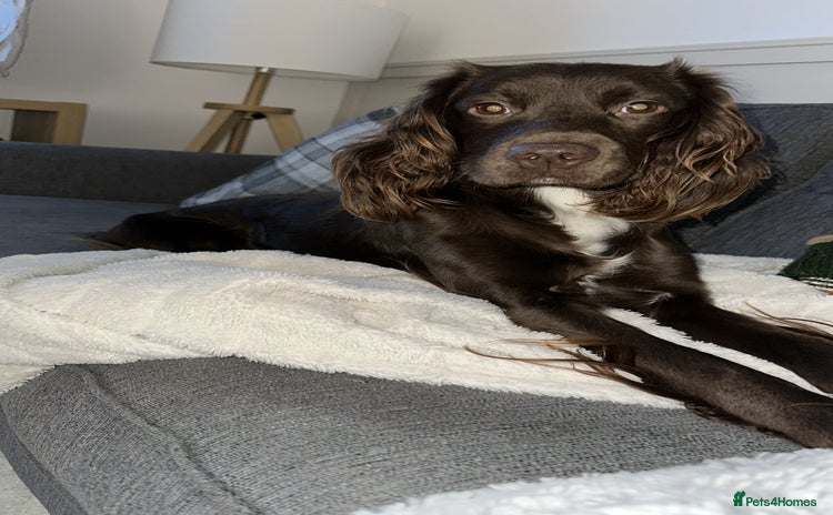 Sprocker dogs - Advert 1