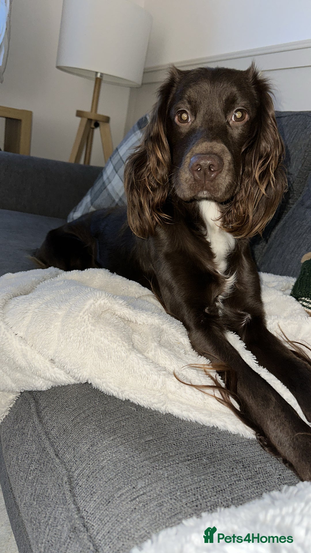 Sprocker dogs for sale: 3 year old sprocker  - Image 1