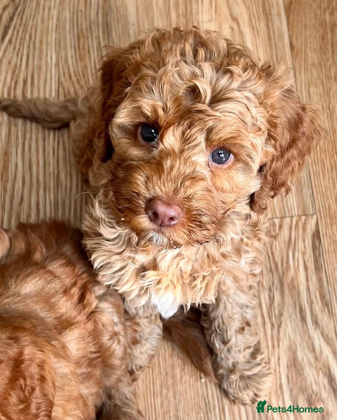 Australian Labradoodle dogs ♥️Adorable girl Pup♥️Australian labradoodle - Advert 1