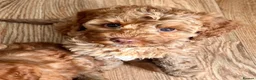 Australian Labradoodle dogs for sale: ♥️♥️price drop/Lovely girl/Australian labradoodle - Advert 16
