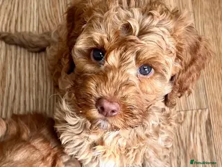 Australian Labradoodle dogs ♥️Adorable girl Pup♥️Australian labradoodle - Advert 2
