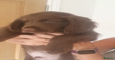 Sprocker dogs - Advert 12
