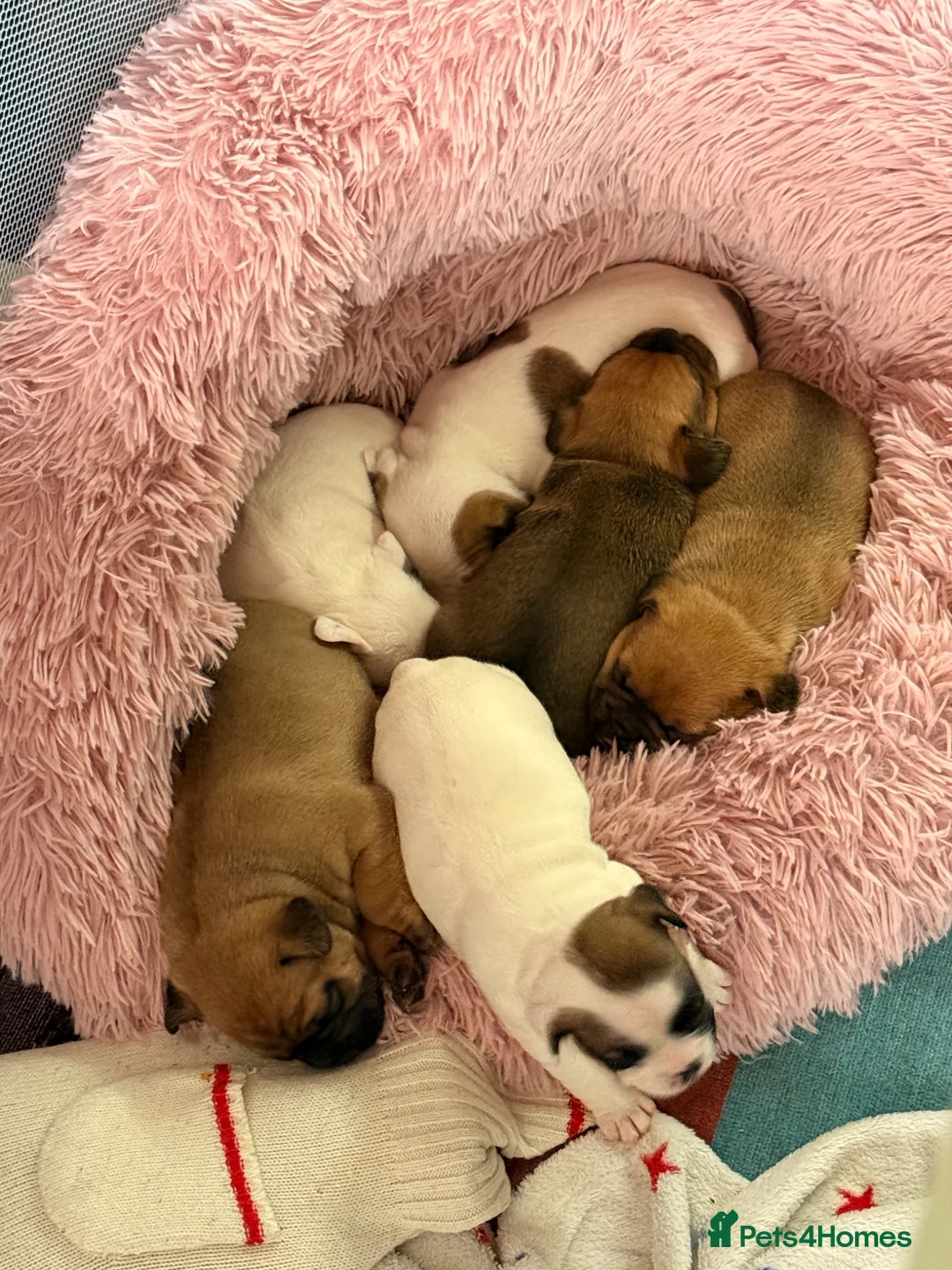 Mixed Breed dogs for sale: Frug/jack Russel puppies for sale  in Wolverhampton - Advert 16