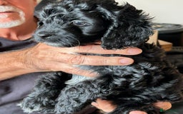 Cockapoo dogs for sale: F2 Cockapoo Puppies - Image 1