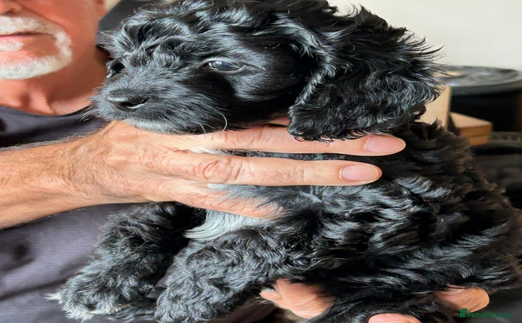 Cockapoo dogs - Advert 1