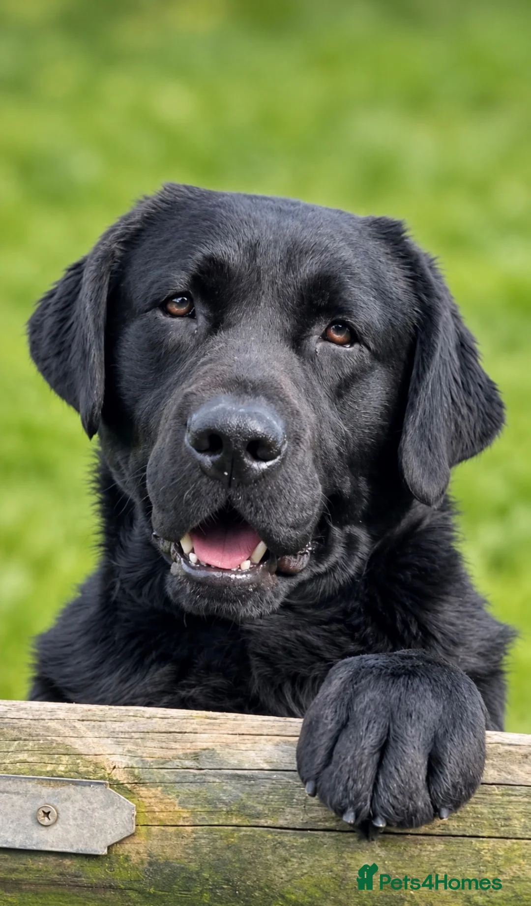 Labrador Retriever dogs for stud: Show Chunky Black Male for Stud - Advert 2