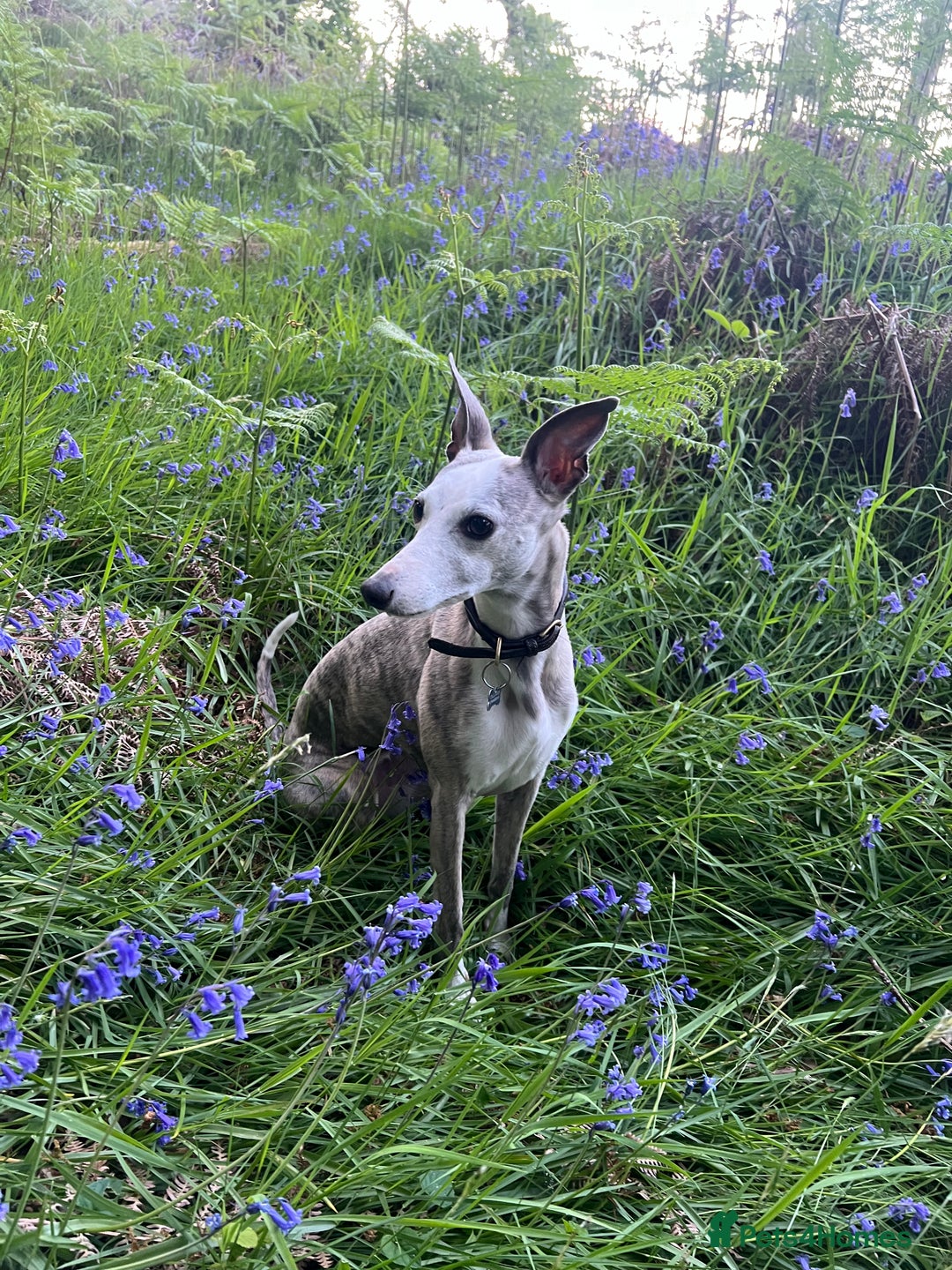 Whippet dogs for sale: Gorgeous KC Registered Whippet puppies  - Advert 2