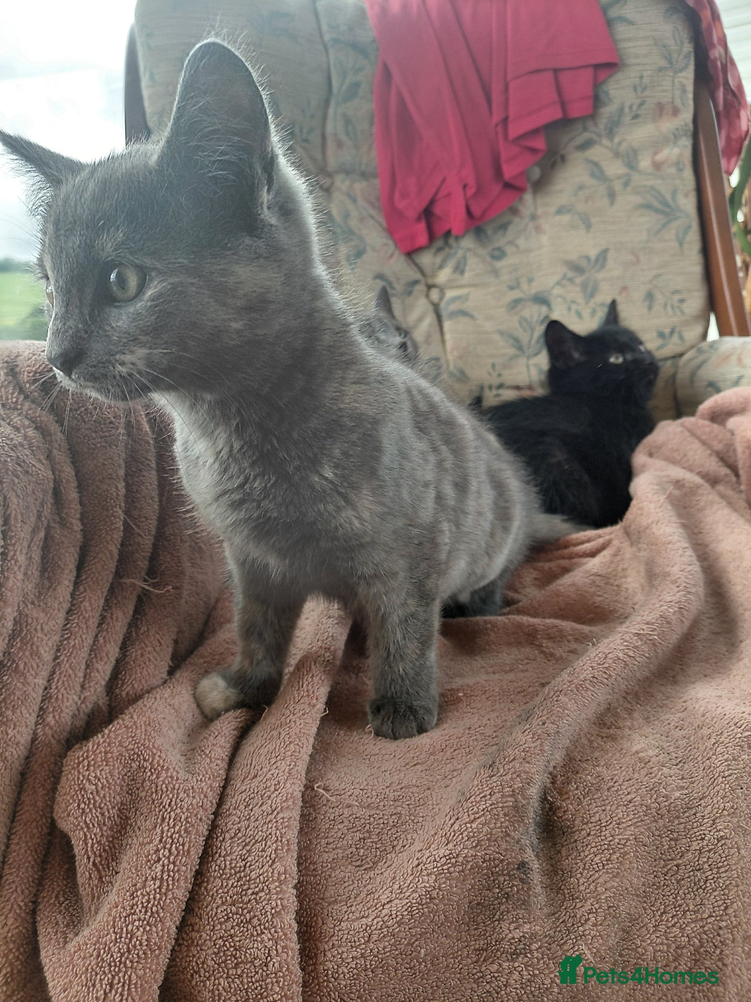 British Shorthair cats for sale: British Short Haired Kittens  - Advert 4