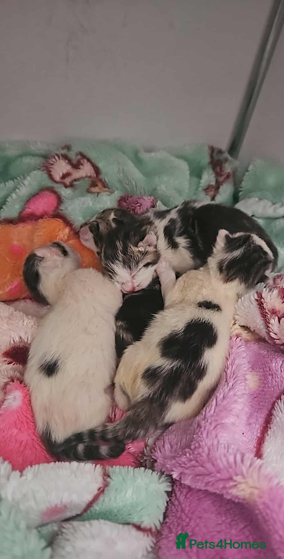 Mixed Breed cats 4 Beautiful Little Kittens For Sale - Advert 3