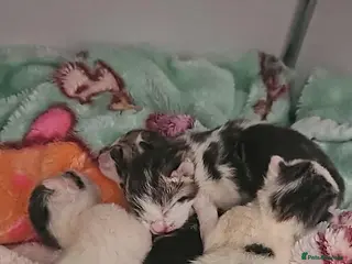 Mixed Breed cats 4 Beautiful Little Kittens For Sale - Advert 3