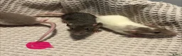 Rat rodents for sale: Baby dumbo rats for sale  - Advert 11