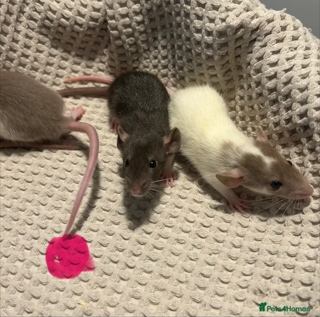Rat rodents for sale: Baby dumbo rats for sale  - Advert 11