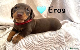 Miniature Dachshund dogs for sale: 8 MINIATURE DACHSHUNDS - Advert 6