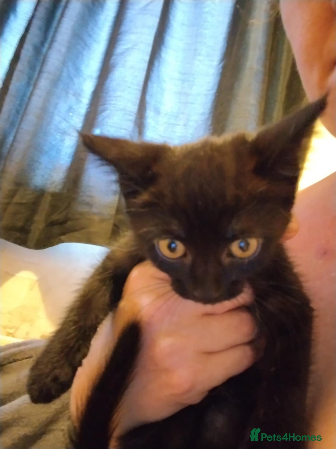 Russian Blue cats for sale: 3 female kittens  - Image 4