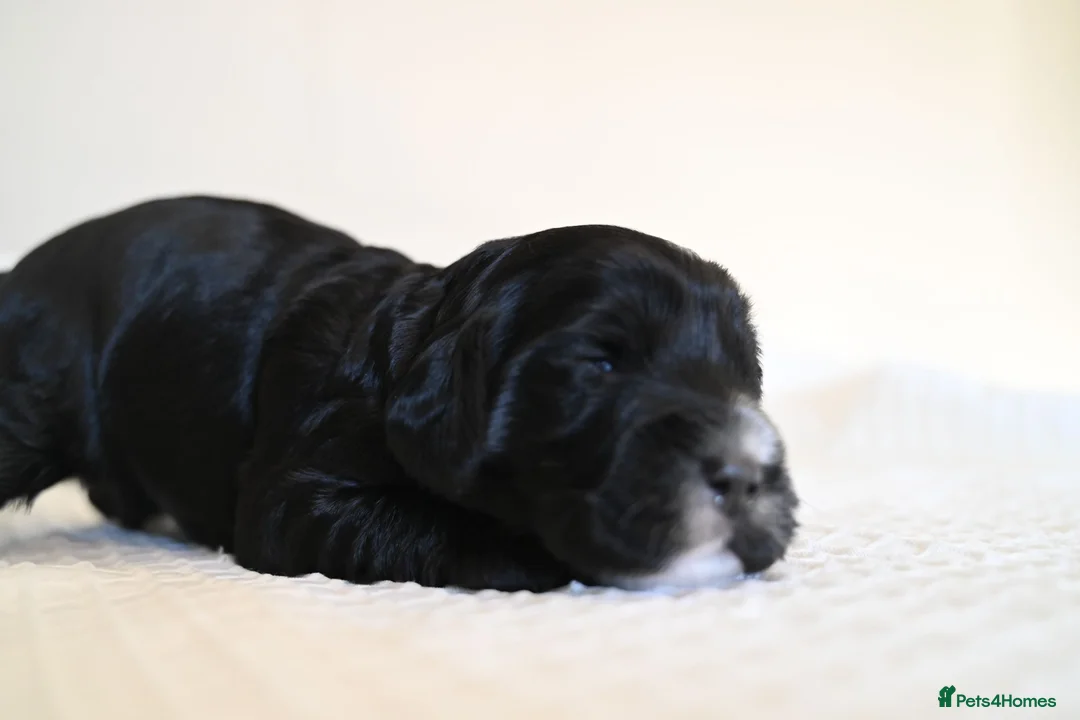 Cockapoo dogs for sale: 🐾F2 Cockapoos Puppies Wiltshire💗💗💗💙💙 - Advert 2