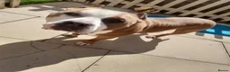 Mixed Breed dogs for adoption: Meet Frank, currently residing in Leicestershire in Melton Mowbray - Advert 3