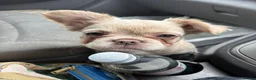 French Bulldog dogs for sale: Fluffy French bulldog - Advert 4