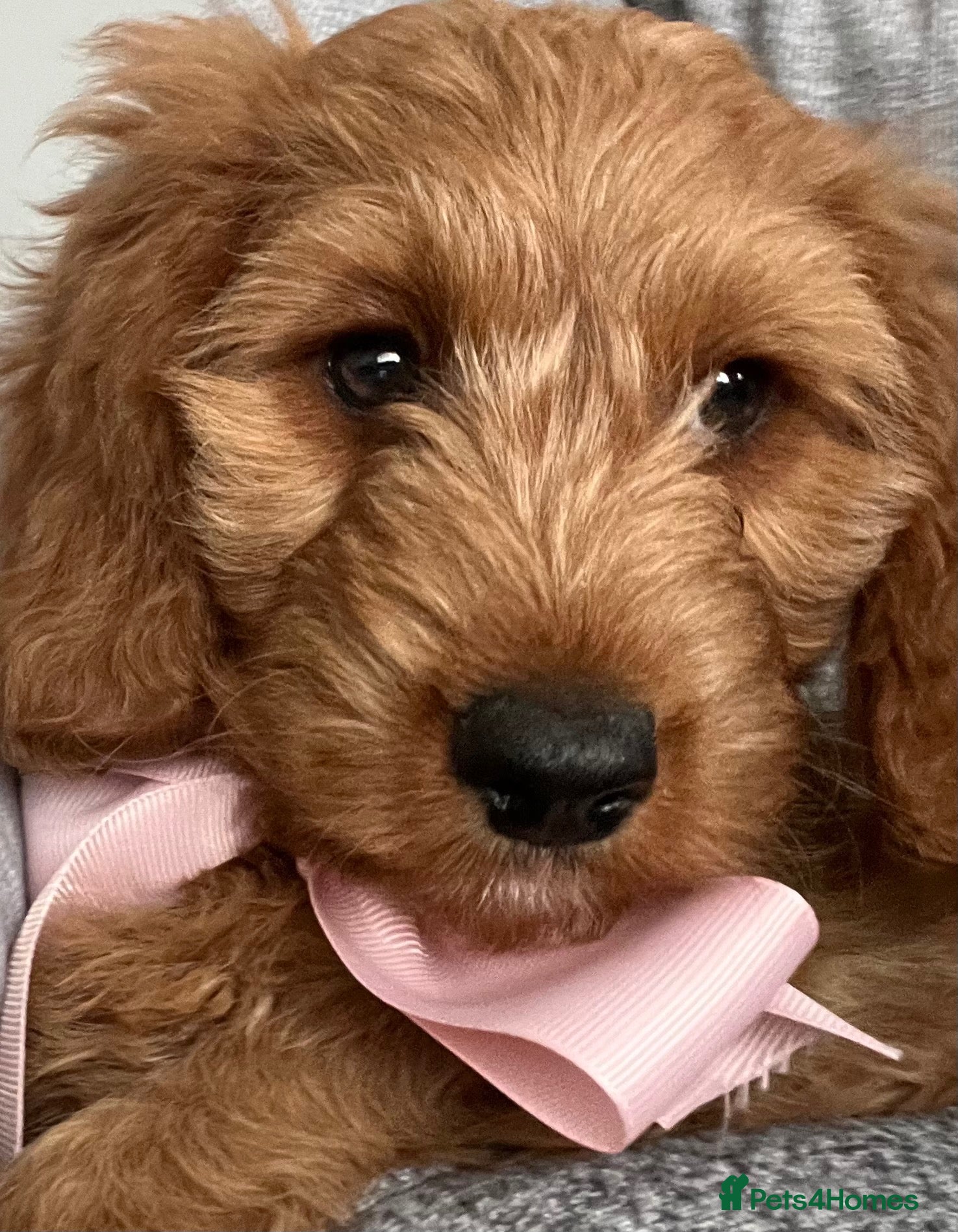 Cavapoo dogs 🐶🐾Stunning health clear cavapoo puppies🐾🐶 - Advert 10