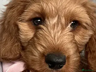 Cavapoo dogs 🐶🐾Stunning health clear cavapoo puppies🐾🐶 - Advert 10