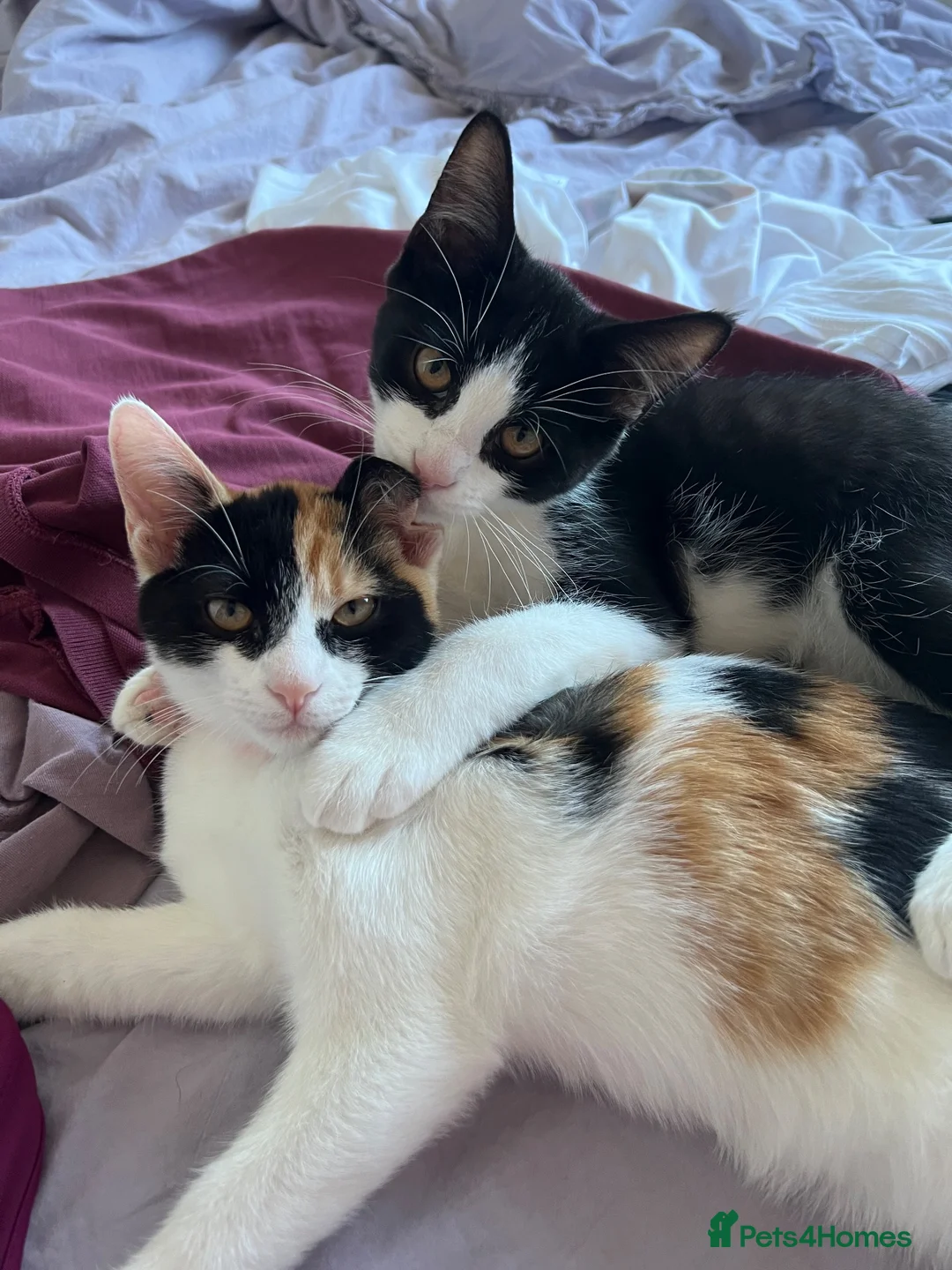 Domestic Shorthair cats for sale: Smartie black and white 15 week old male kitten  in Hitchin - Advert 2