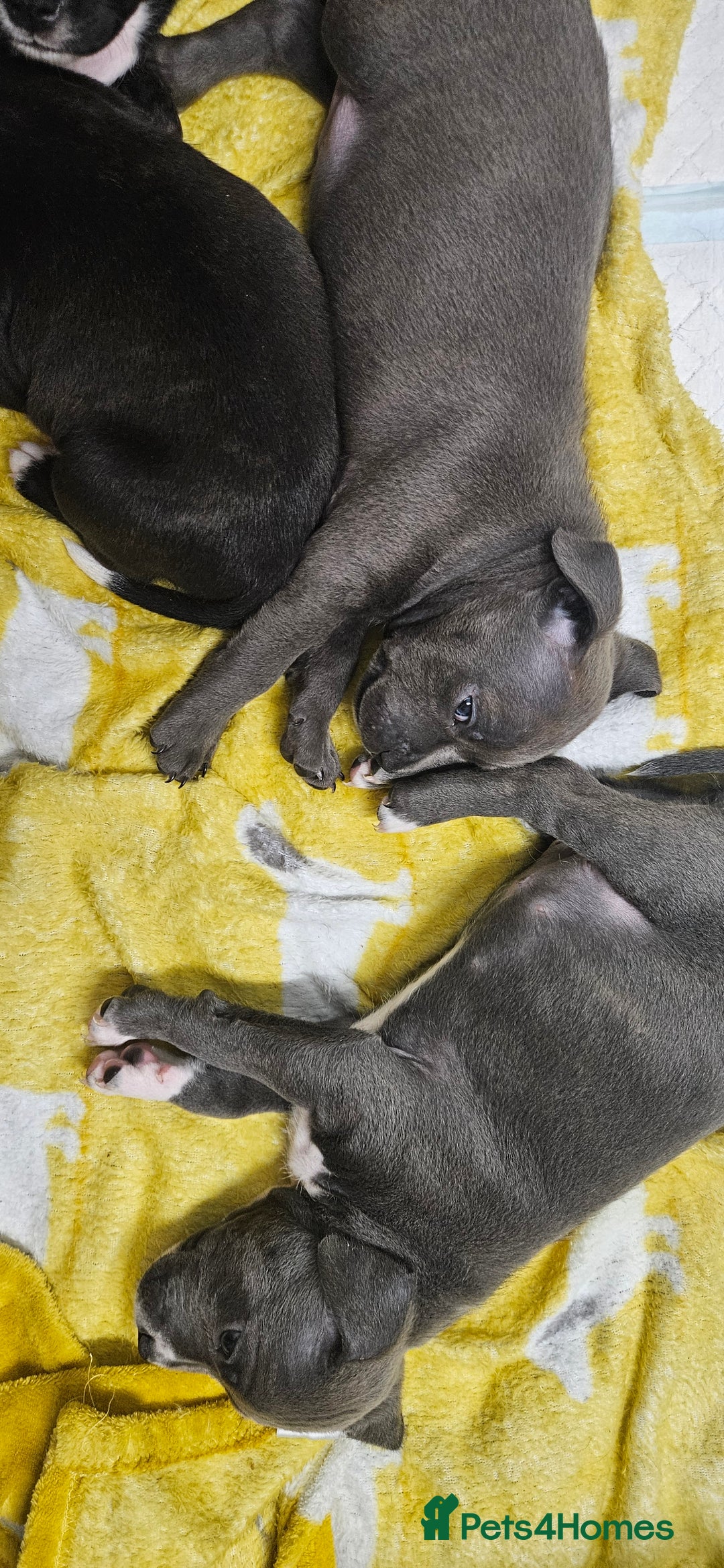 Mixed Breed dogs for sale: Mix Staffy puppies  - Image 9