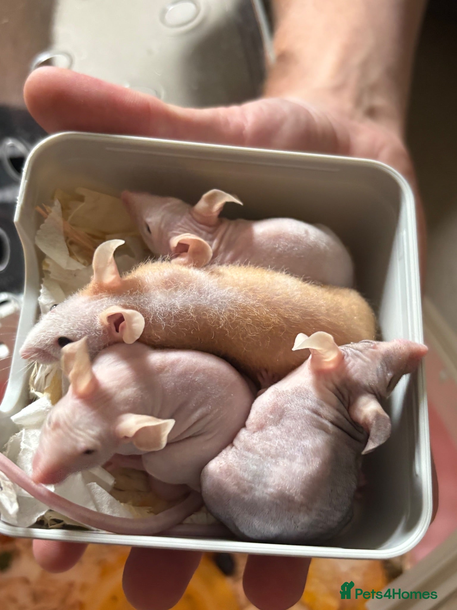 Mouse rodents Four male naked mice, with complete set up & food - Advert 2