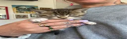 British Shorthair cats for sale: Five gorgeous soft kittens  - Advert 11
