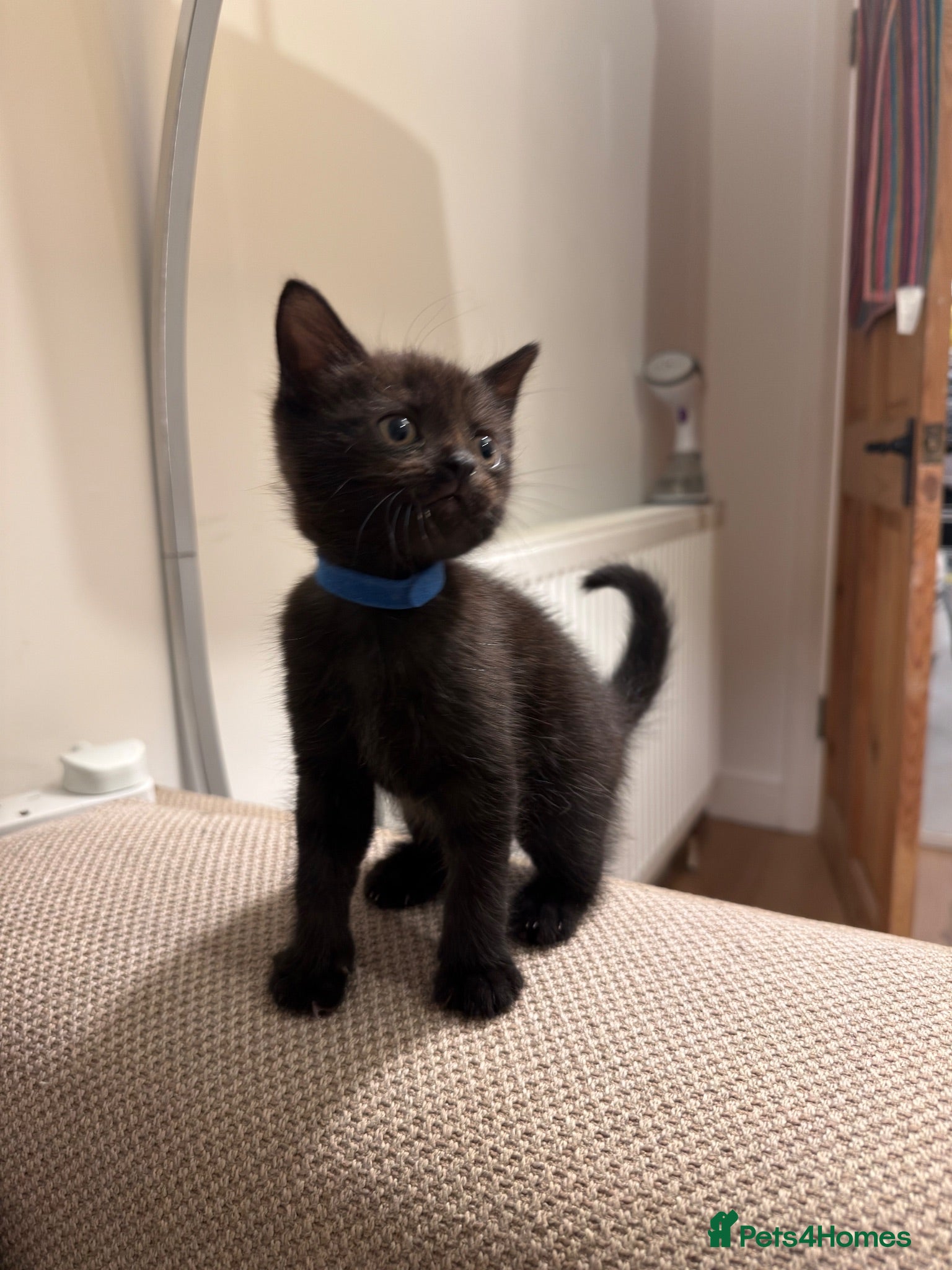 Mixed Breed cats Beautiful Male Kitten - Advert 1
