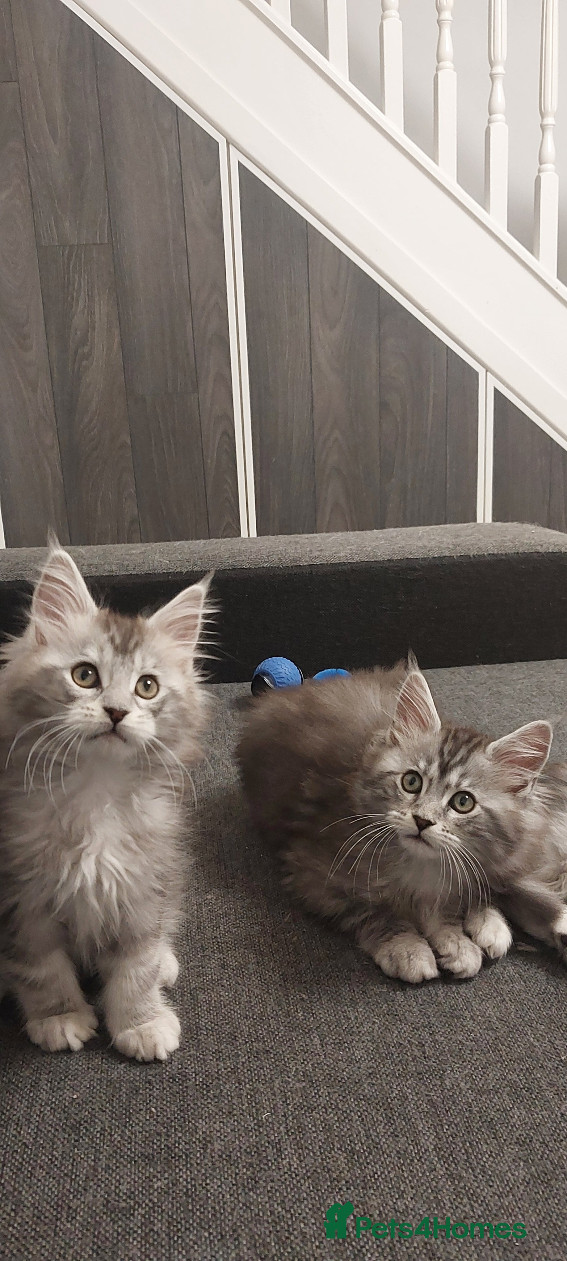 Maine Coon cats TICA REGISTERED DNA CLEAR MAINE Coons 🐈🐈🐈 - Advert 1