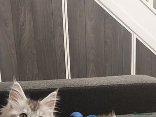 Maine Coon cats TICA REGISTERED DNA CLEAR MAINE Coons 🐈🐈🐈 - Advert 2