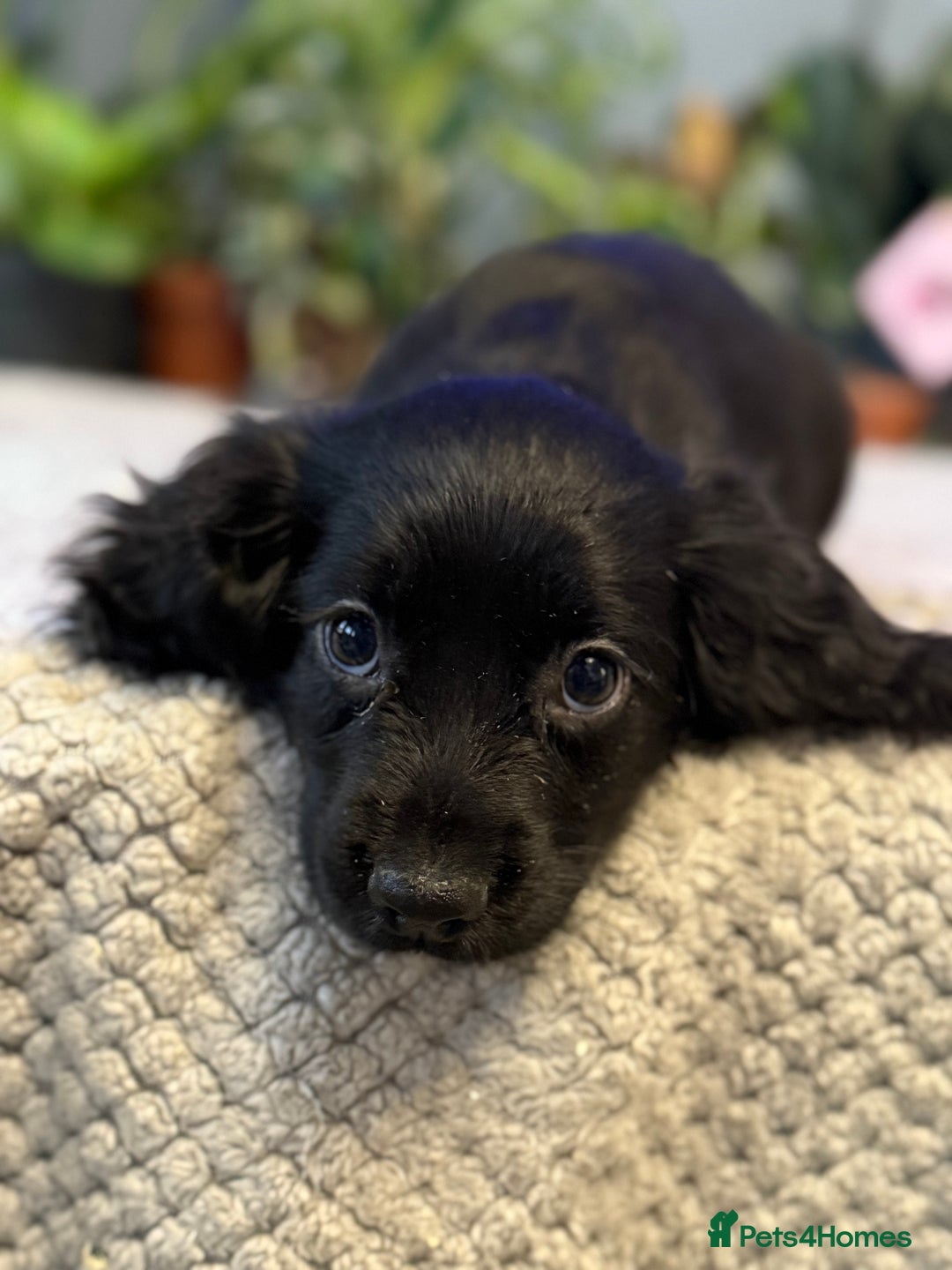 Cocker Spaniel dogs for sale: Four beautiful *working* cocker spaniel puppies - Advert 19