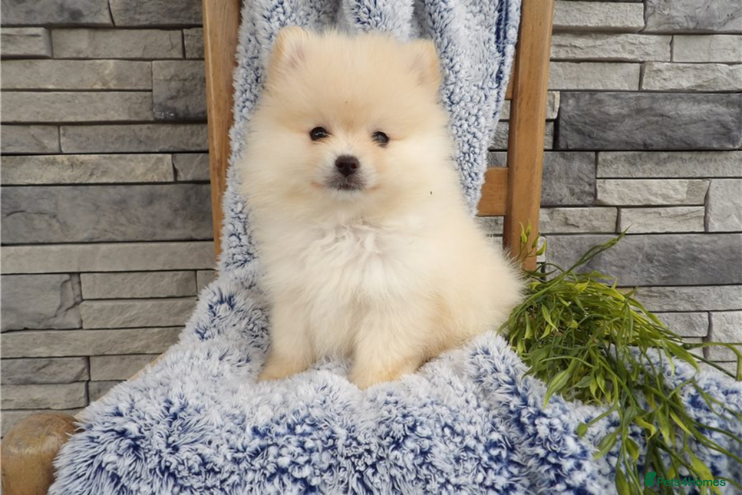Pomeranian dogs for sale: Beautiful Champion Pomeranian Puppies – Ready Now - Image 9
