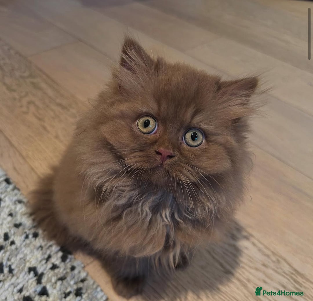 British Shorthair cats for sale: GCCF & TICA Active - CINNAMON GIRL🤎 - Image 10