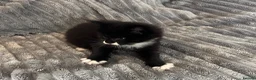 Maine Coon cats for sale: 2 beautiful Maine coon kittens - Advert 31