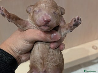 Cockapoo dogs Miniature Cockapoo Puppies - Advert 2