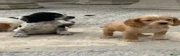 Cocker Spaniel dogs for sale: Cocker spaniel puppies  in Llanelli - Advert 7