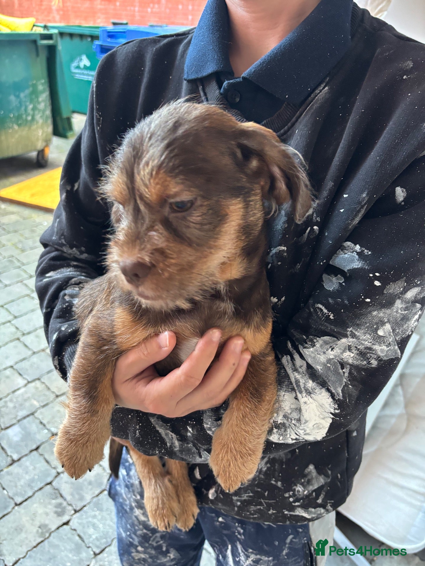 Mixed Breed dogs for sale: Cute pups only 2 boys left now final reduction - Advert 2