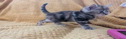 Mixed Breed cats for sale: Beautiful orange, grey and tabby kittens  - Advert 8