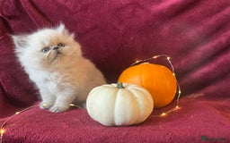 Persian cats for sale: 2 ULTRA AFFECTIONATE COLOURPOINT PERSIAN KITTENS  - Image 20