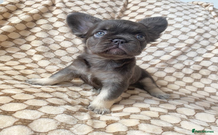 French Bulldog dogs - Advert 1